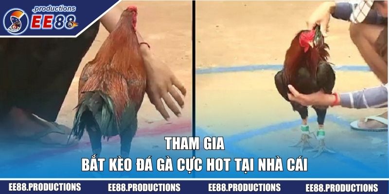 Tham gia bắt kèo đá gà cực hot tại nhà cái
